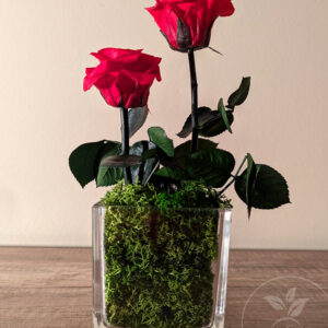 Duo Rosas preservadas