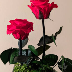 Duo Rosas preservadas