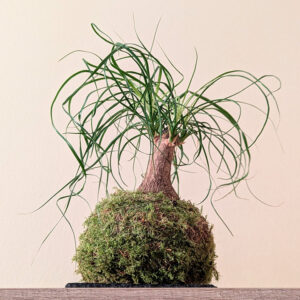 kokedama Beaucarnea - Pata de Elefante