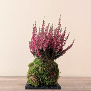 kokedama calluna