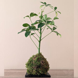 kokedama chaflera
