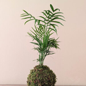Kokedama chams elegance
