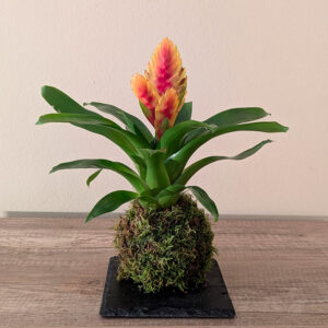 kokedama Vriesea