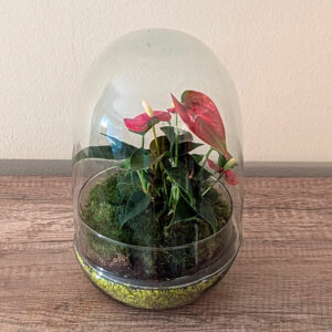 Terrario Anthurium