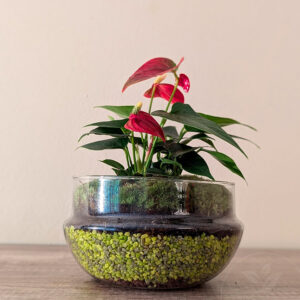 Terrario Anthurium