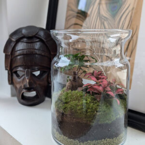 terrario ficus