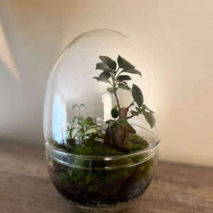 terrario ficus redondo