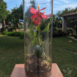 Terrario Belleza escarlata